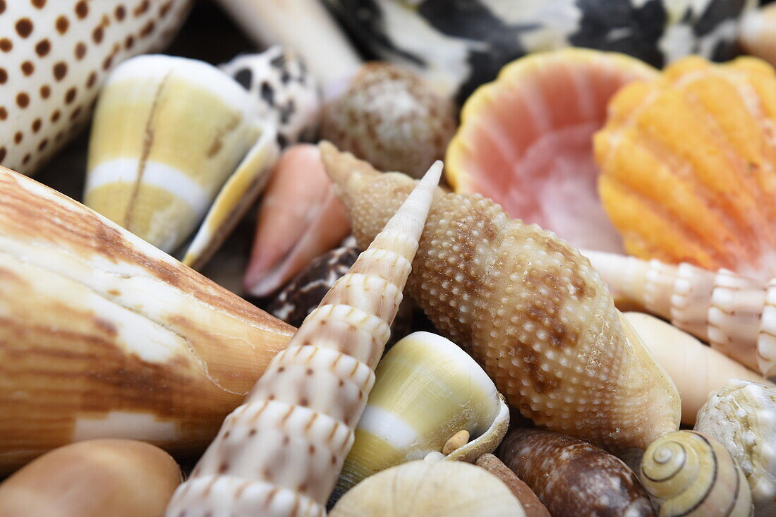 Tropical shell still-life