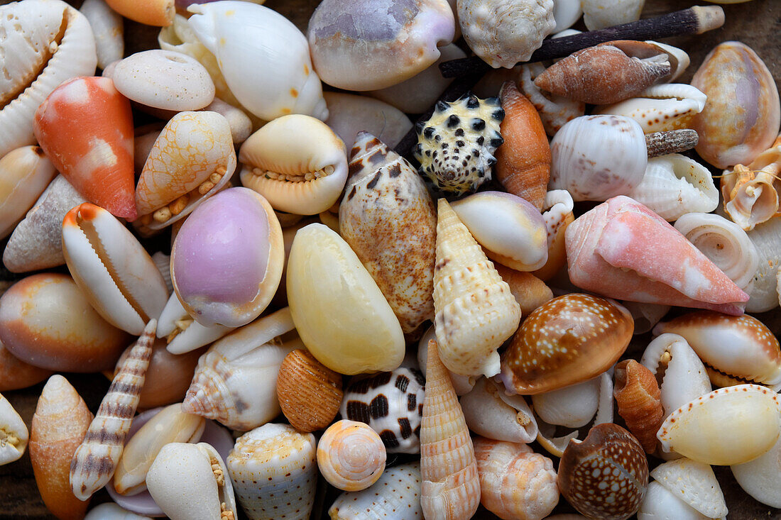 Tropical shell still-life