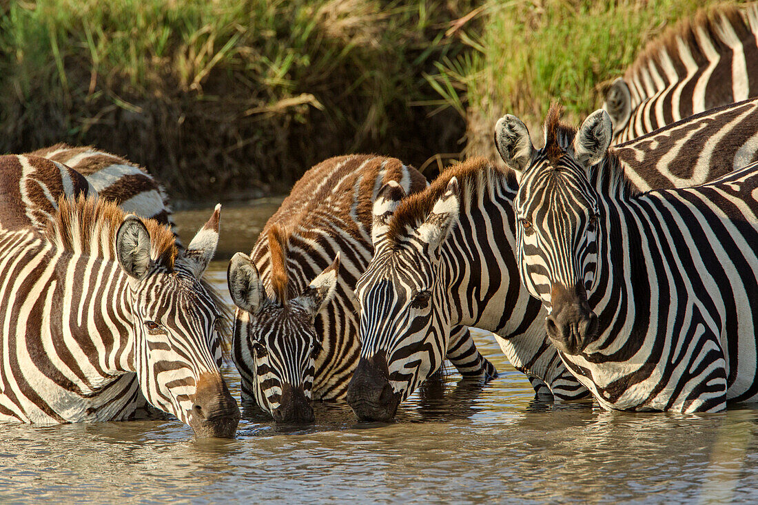 Burchell-Zebras trinken bei Sonnenaufgang, Masai Mara, Kenia, Afrika, Equus quagga