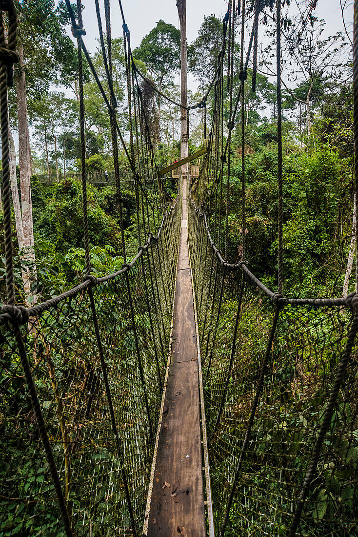 Überqueren Sie die 7 Brücken hoch oben im Blätterdach des Kakum National Forest