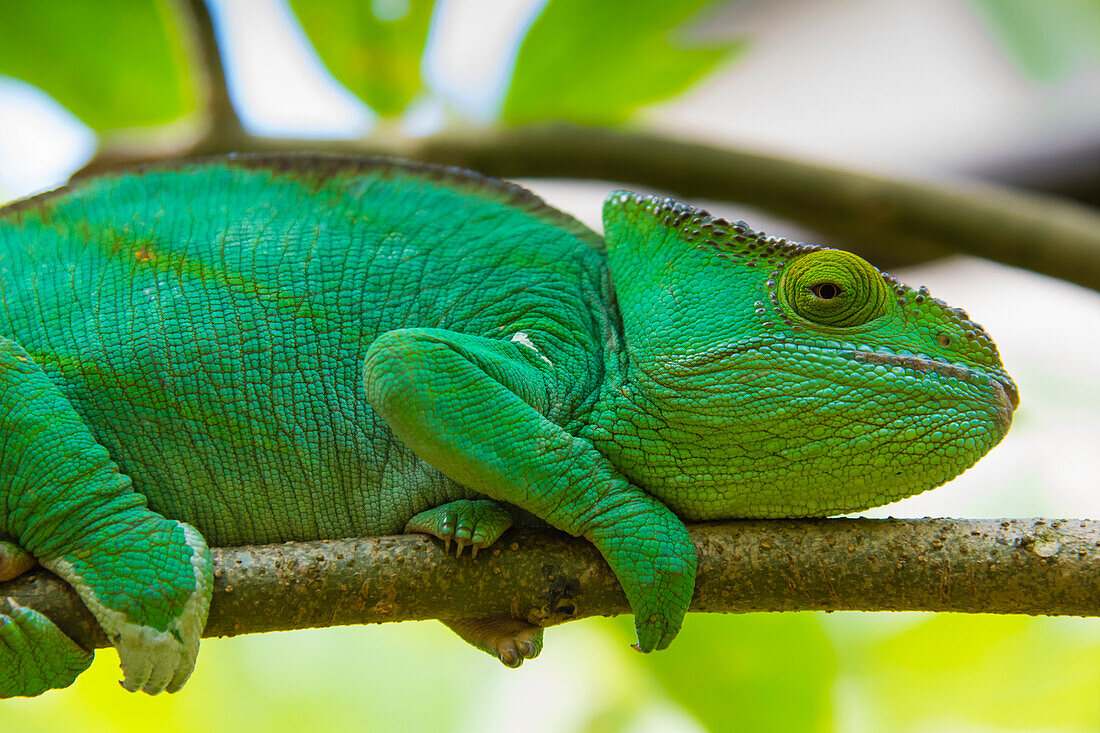 Madagascar, Marozevo, Peyrieras Reptile Farm. Parson's chameleon.