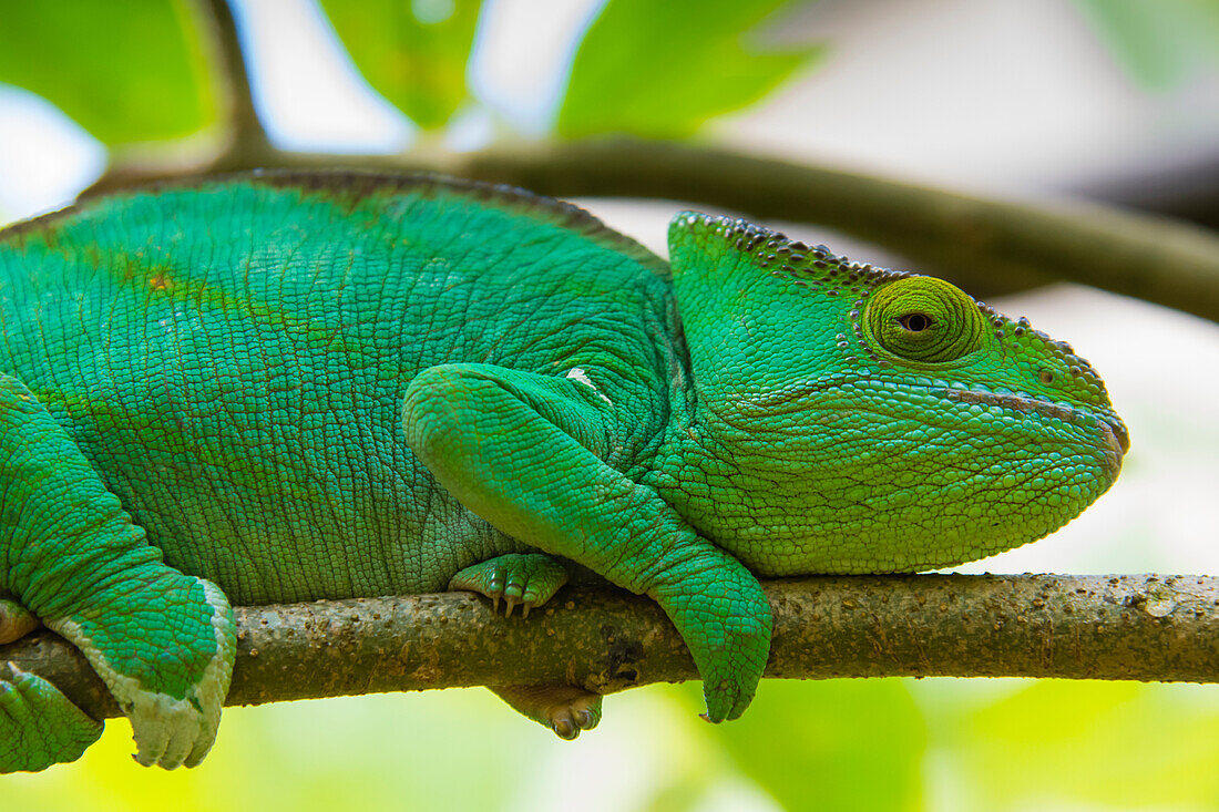 Madagaskar, Marozevo, Reptilienfarm Peyrieras. Parsons Chamäleon.