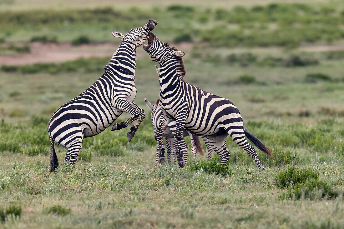 Burchells Zebrahengste kämpfen, Serengeti Nationalpark, Tansania, Afrika,