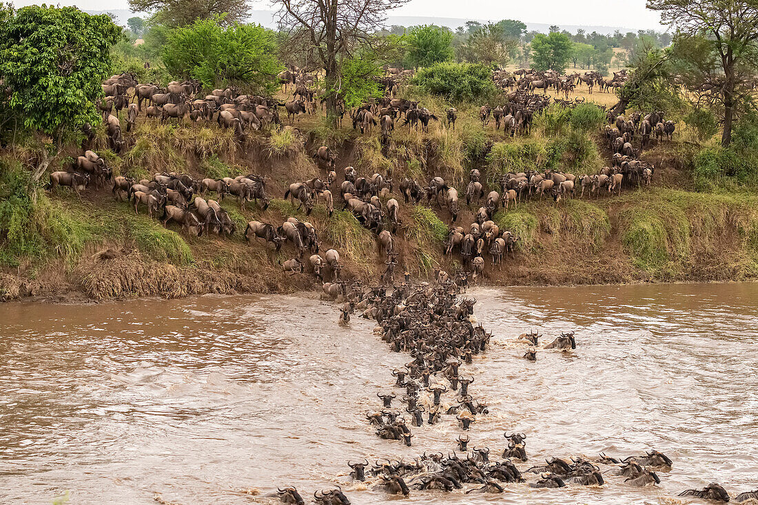 Afrika, Tansania, Serengeti-Nationalpark. Gnus, die den Mara-Fluss überqueren