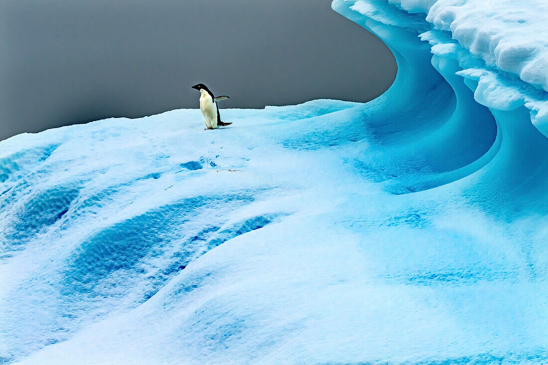Adelie Pinguin blauer Eisberg Charlotte Bay, Antarktis. Gletschereisblau, weil aus Schnee Luft gepresst wurde.