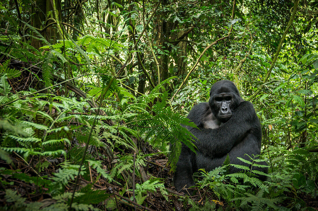 Berggorilla (Gorilla beringei beringei). Bwindi Undurchdringlicher Wald. Uganda