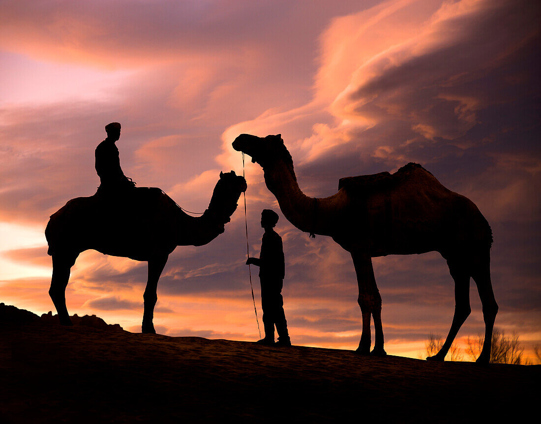 Junge Männer und Kamele bei Sonnenuntergang in der Wüste von Rajasthan, Pushkar, Indien