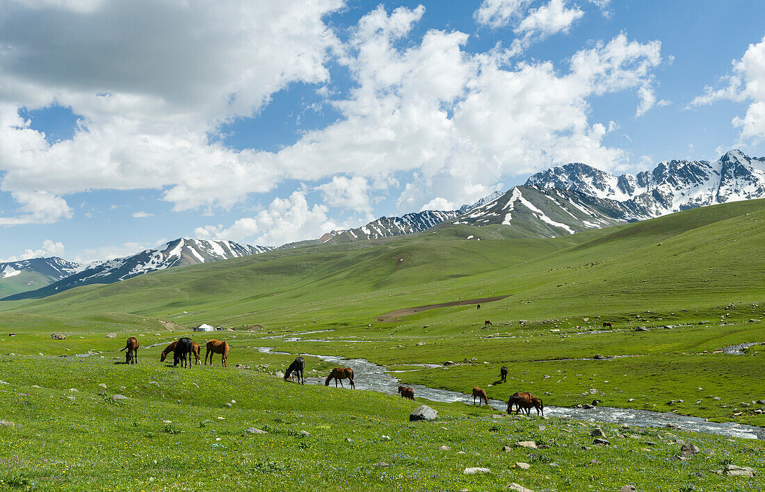 Horses on summer pasture. The Suusamyr plain, a high valley in Tien Shan Mountains, Kyrgyzstan