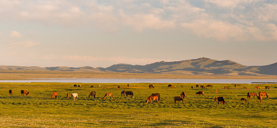 Horses on their mountain pasture at lake Song Kol (Son Kul, Songkol, Song-Koel). Tien Shan mountains or heavenly mountains in Kirghizia, Kyrgyzstan