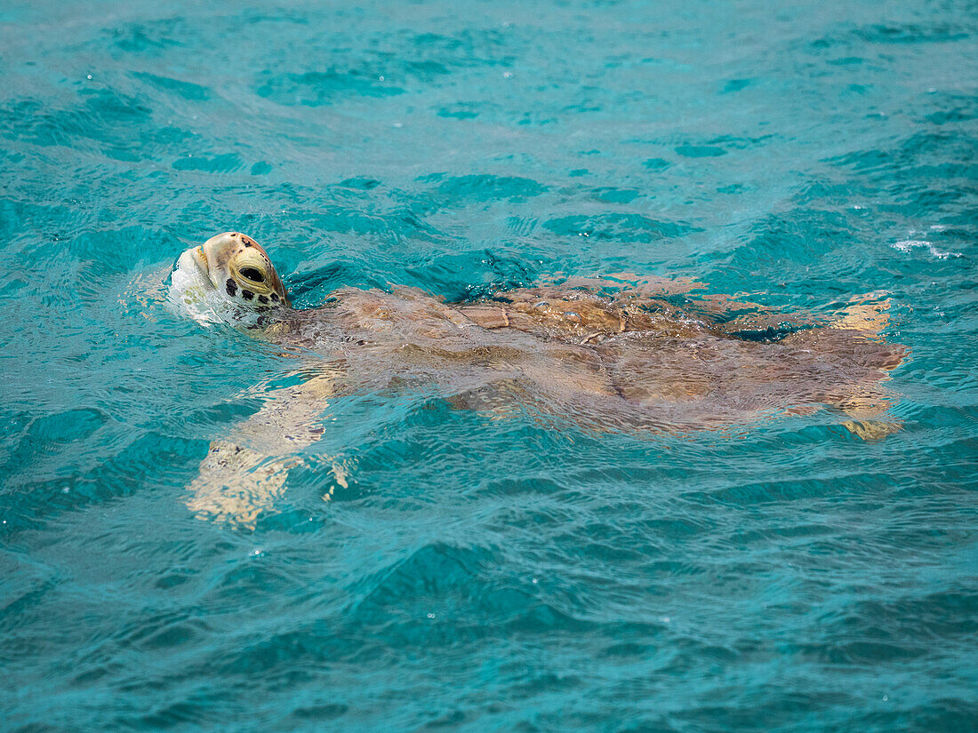Karibik, Grenada, Tobago Cays. Grüne Meeresschildkröte im Wasser