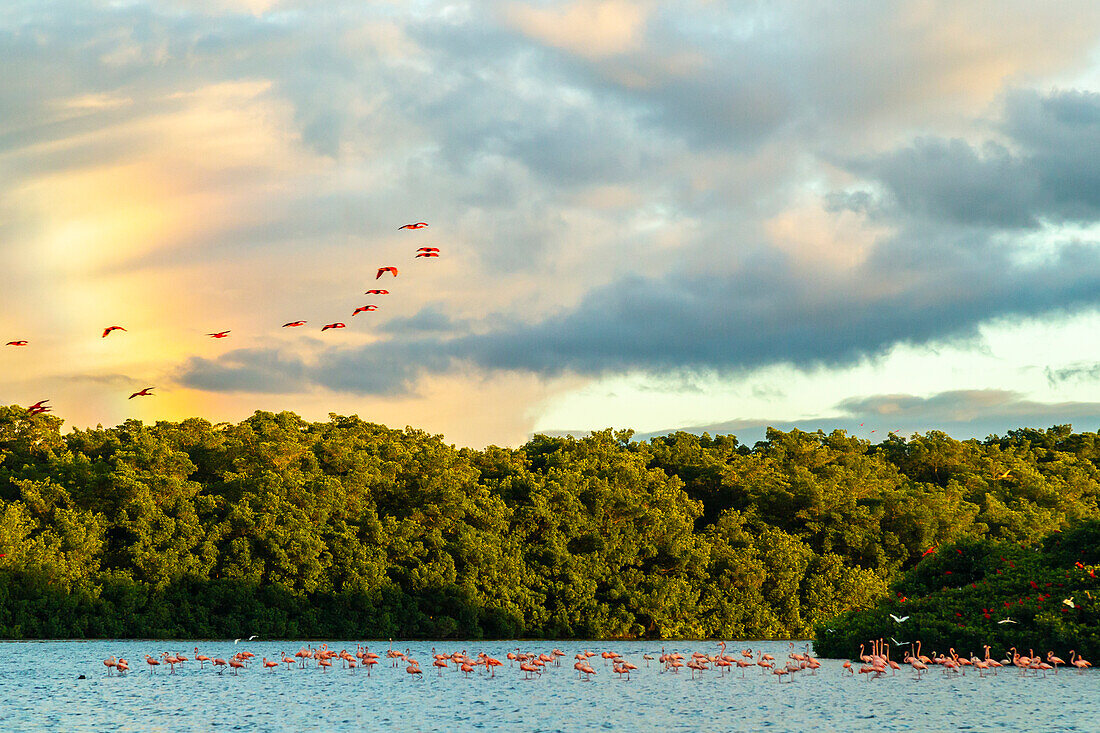 Caribbean, Trinidad, Caroni Swamp. Scarlet ibis birds in flight and flamingos in water