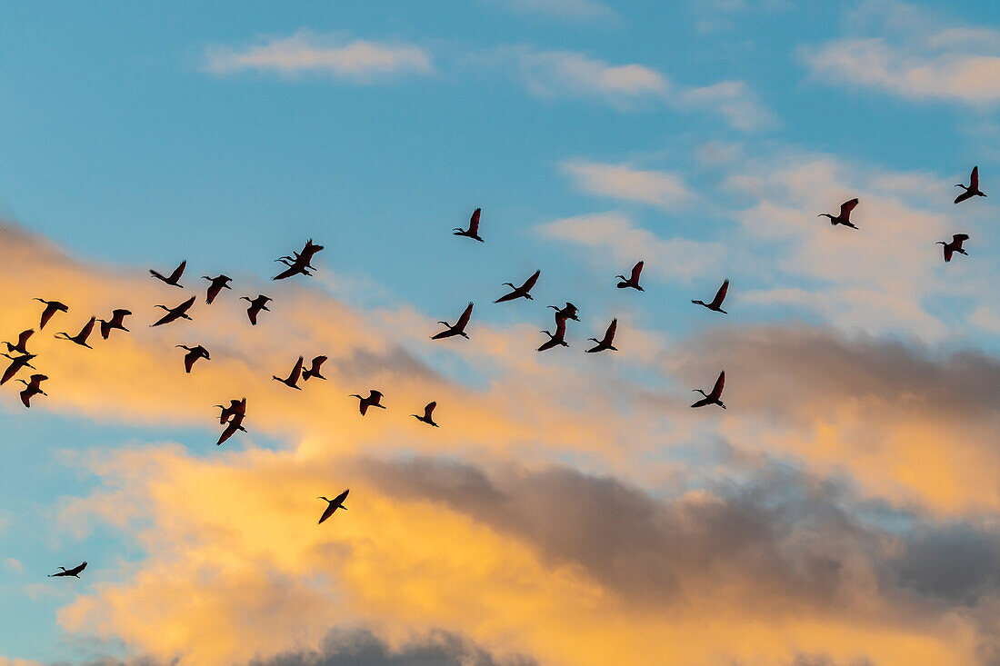 Caribbean, Trinidad, Caroni Swamp. Scarlet ibis birds in flight at sunset