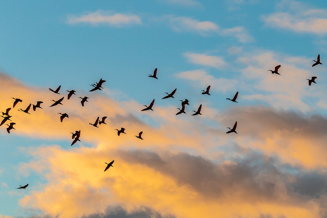 Karibik, Trinidad, Caroni-Sumpf. Scharlachrote Ibis-Vögel im Flug bei Sonnenuntergang