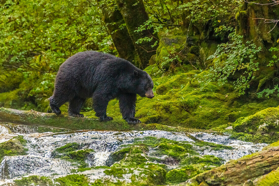 Canada, British Columbia, Inside Passage. Black bear fishing on Qua Creek