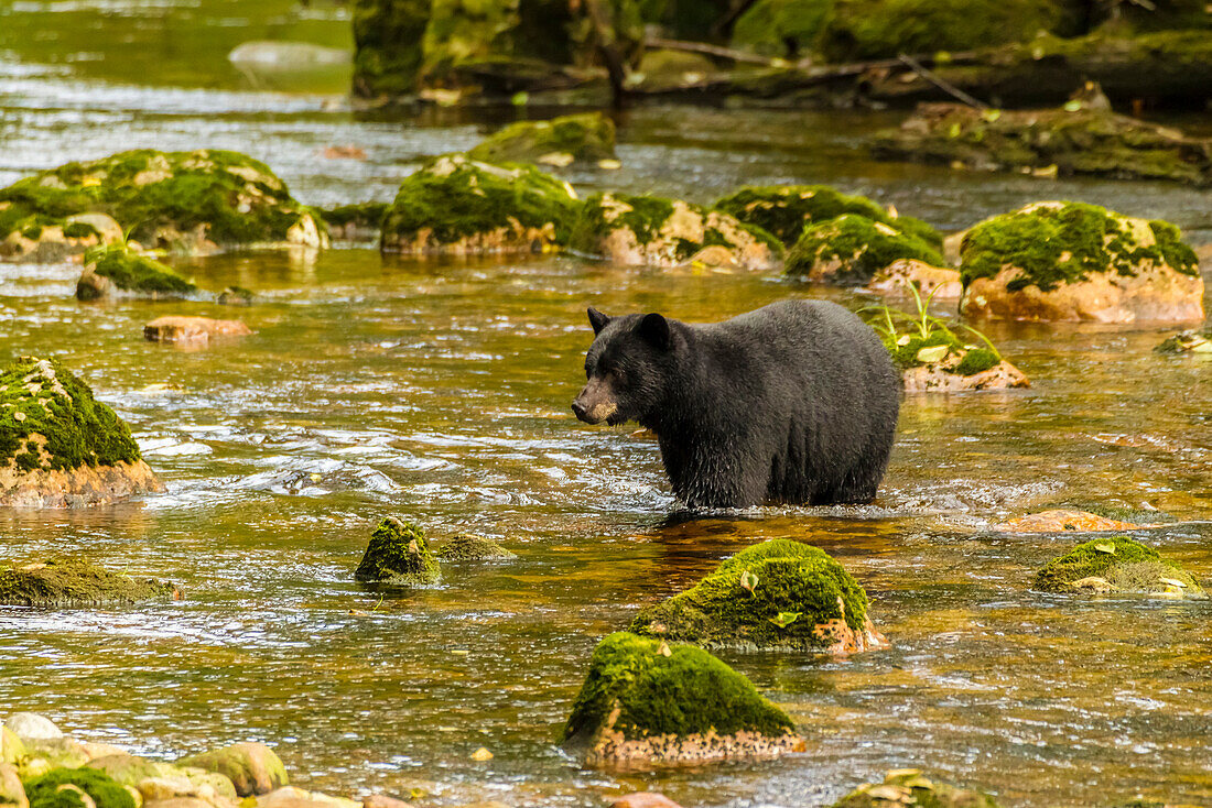 Canada, British Columbia, Inside Passage. Black bear fishing for salmon on Qua Creek