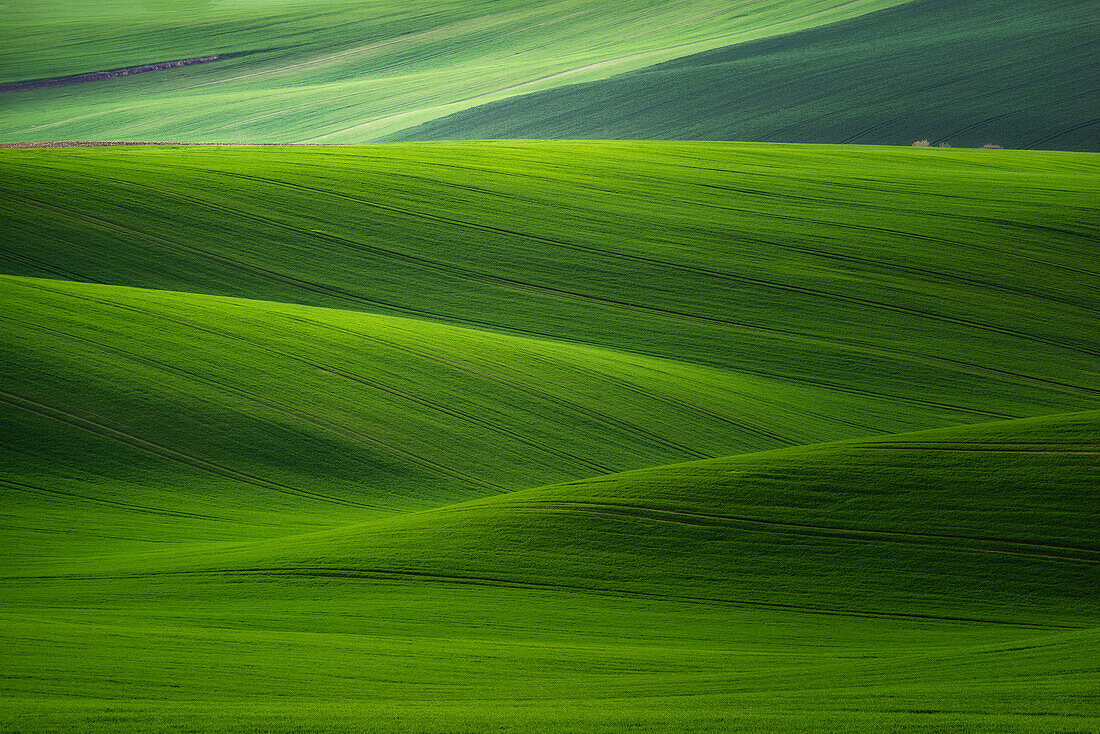 Europe, Czech Republic. Moravia wheat fields