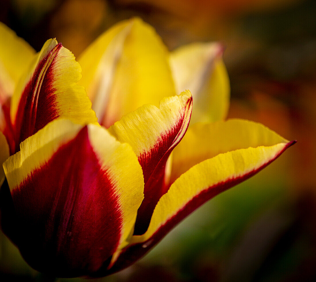 France, Giverny. Close-up orange and yellow tulip petals
