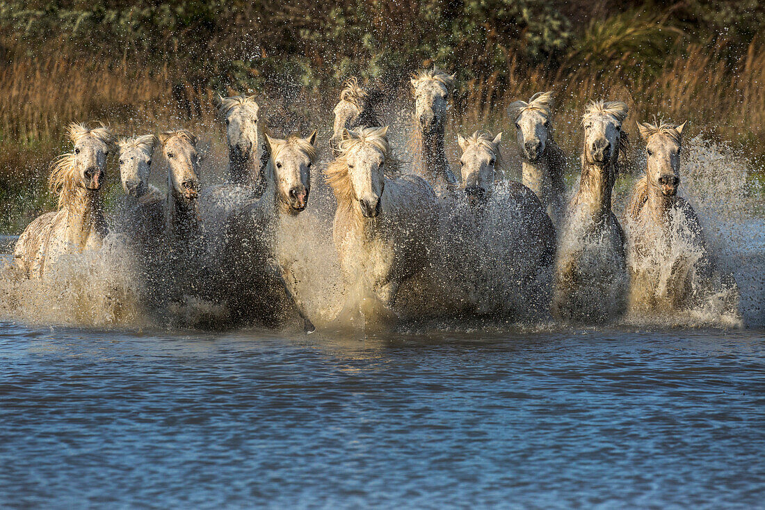 Europa, Frankreich, Provence, Camargue. Pferde, die durchs Wasser laufen.