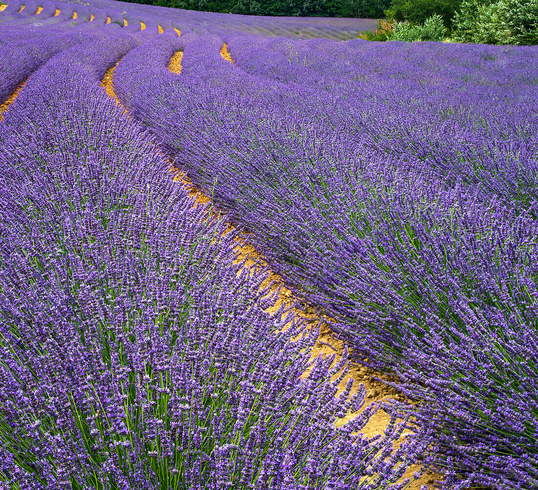 Frankreich, Provence, Roussillon, Lavendel