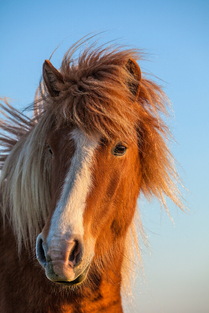 Iceland. Icelandic horse in sunset light