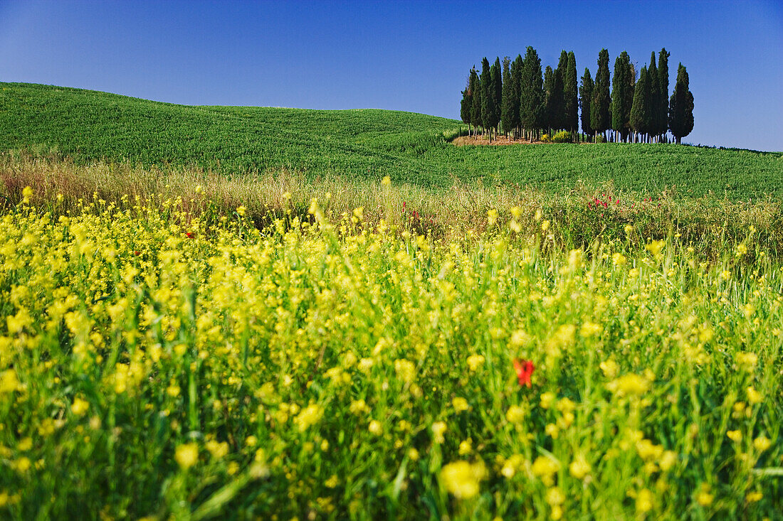 Italy, Tuscany. Cypress trees and wildflowers on hill