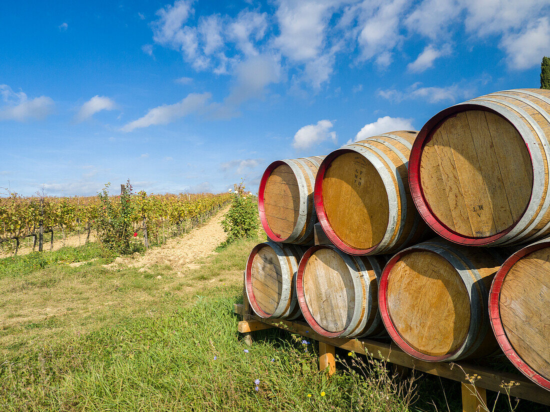 Italy, Tuscany. Wine barrels in a vineyard in Tuscany.