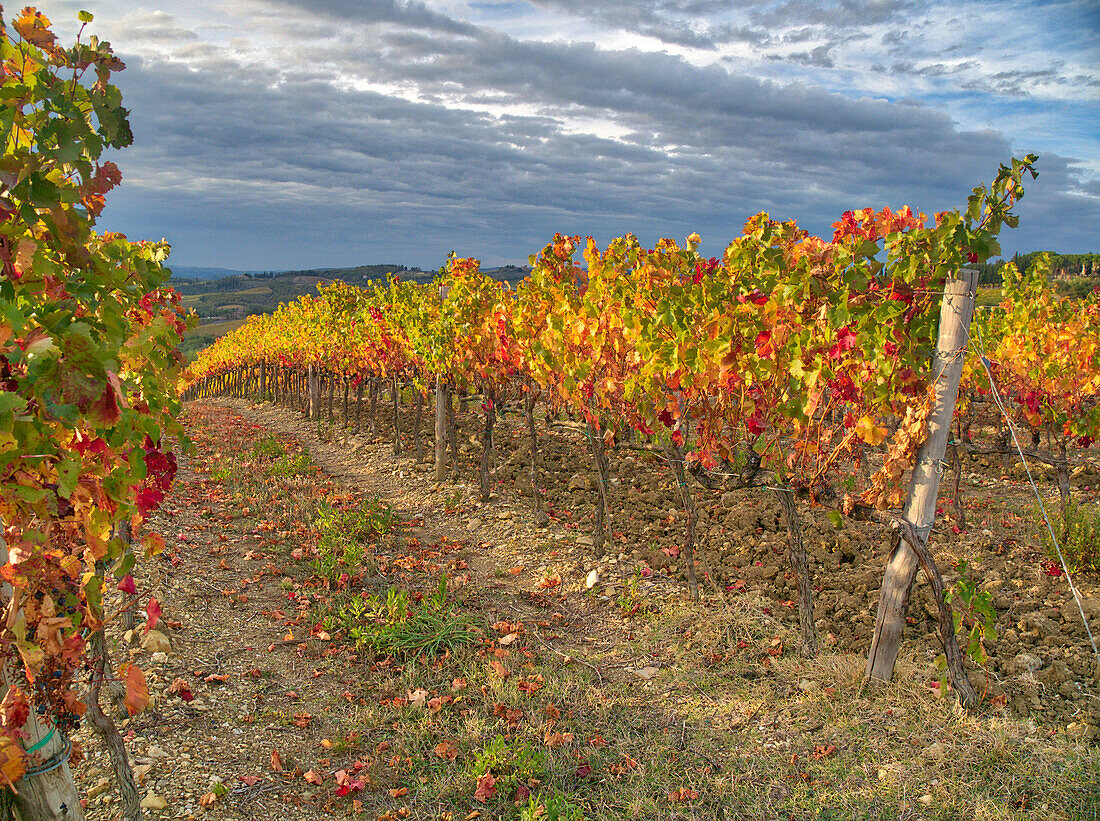 Italy, Tuscany. Colorful vineyards in autumn with blue skies and clouds in the Chianti region of Tuscany.