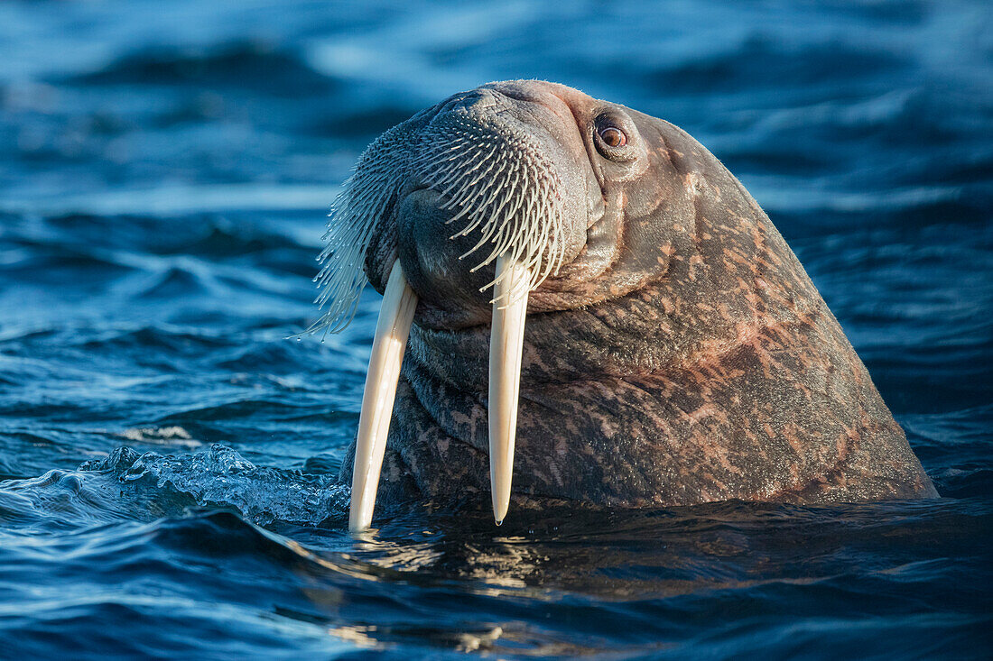 Norwegen, Spitzbergen. Walross taucht im Wasser auf