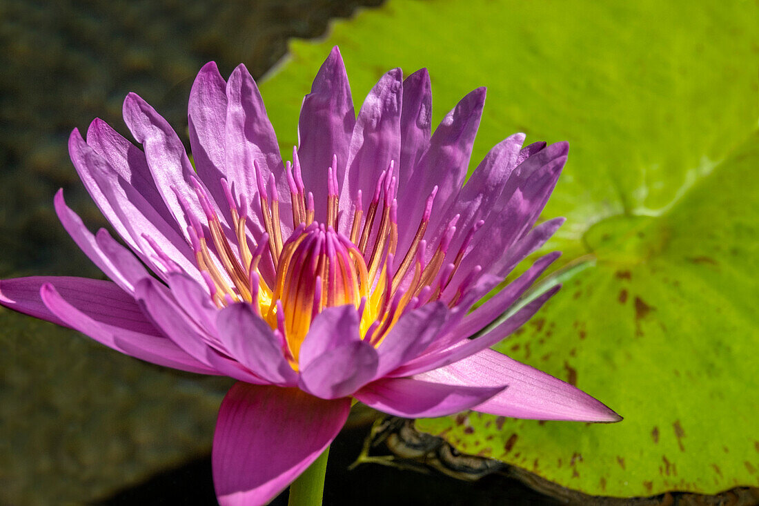 Cape Blue Seerose