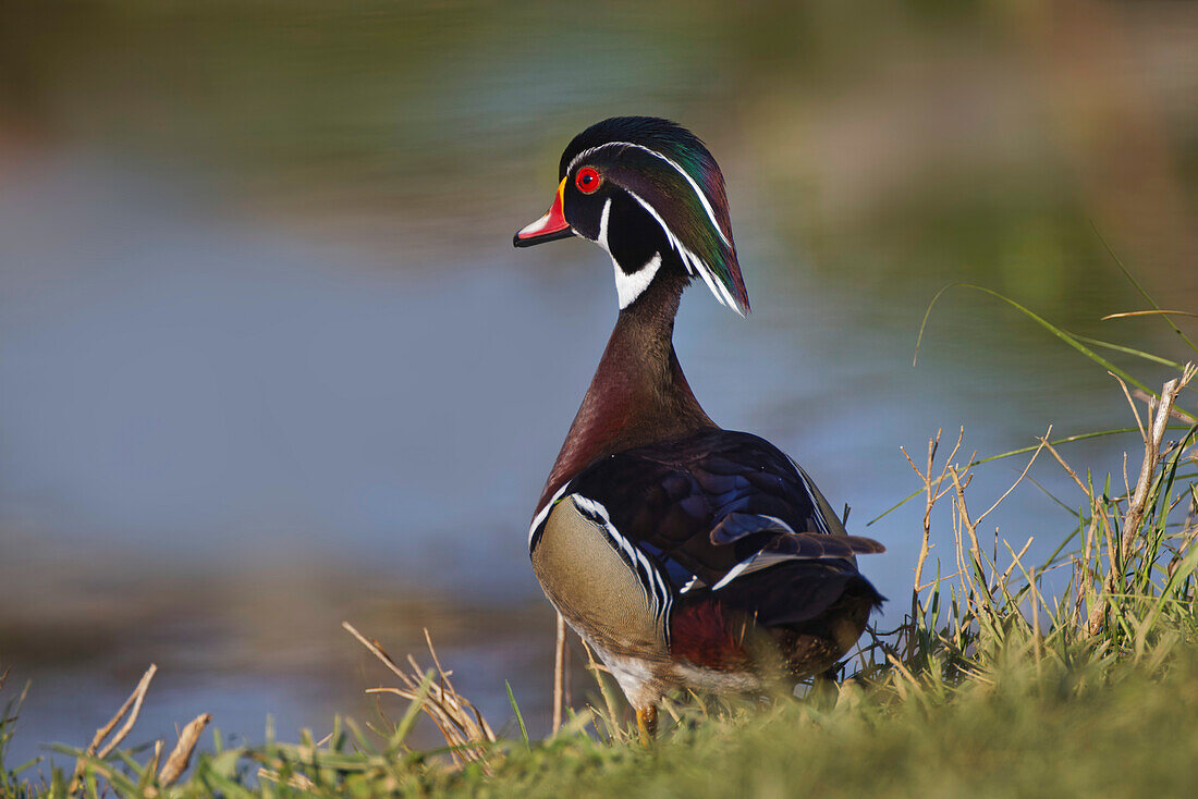 Male wood duck, blue jay