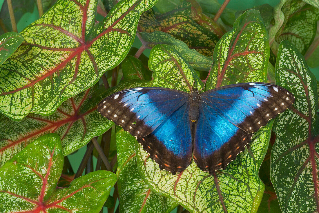 Tropical Butterfly the Blue Morpho, Morpho granadensis on Caladium leaves