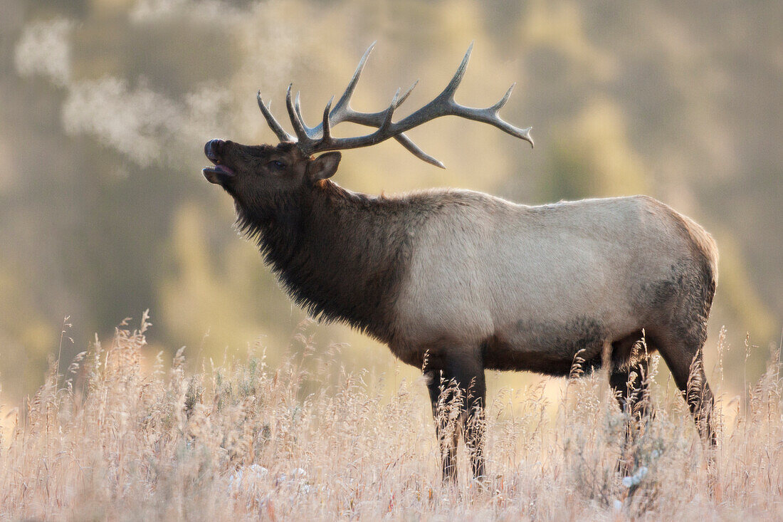 Bull Elk, Morning Breath