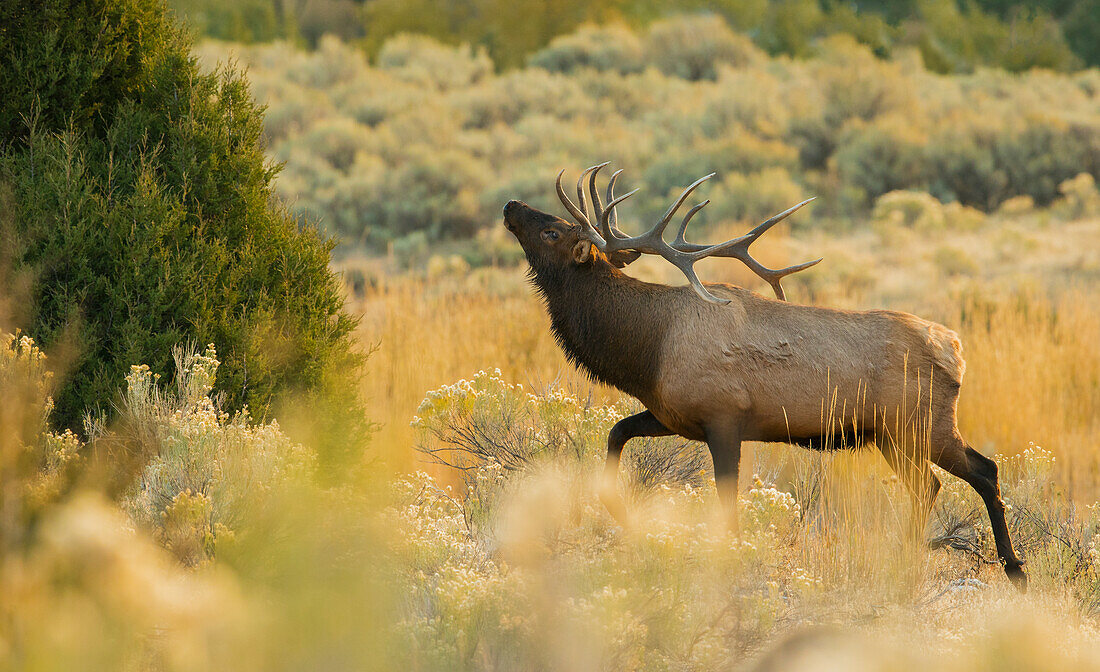 Rocky Mountain bull elk