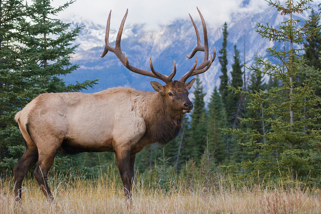 Rocky Mountain bull elk