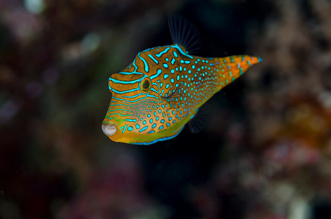 Fiji. Close-up of Papua toby fish