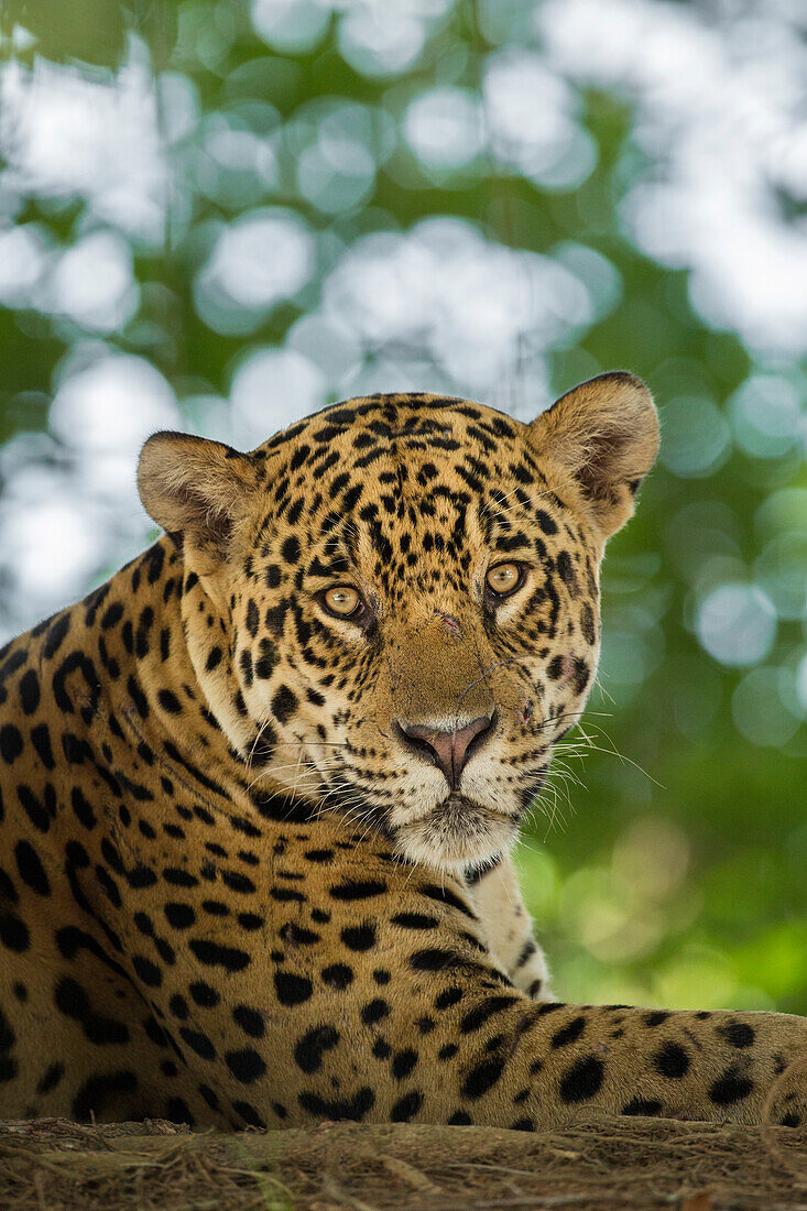 Brazil, Pantanal. Portrait of wild resting jaguar