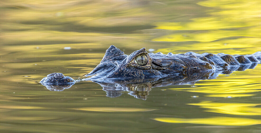 Brazil, Pantanal. Jacare caiman reptile in water