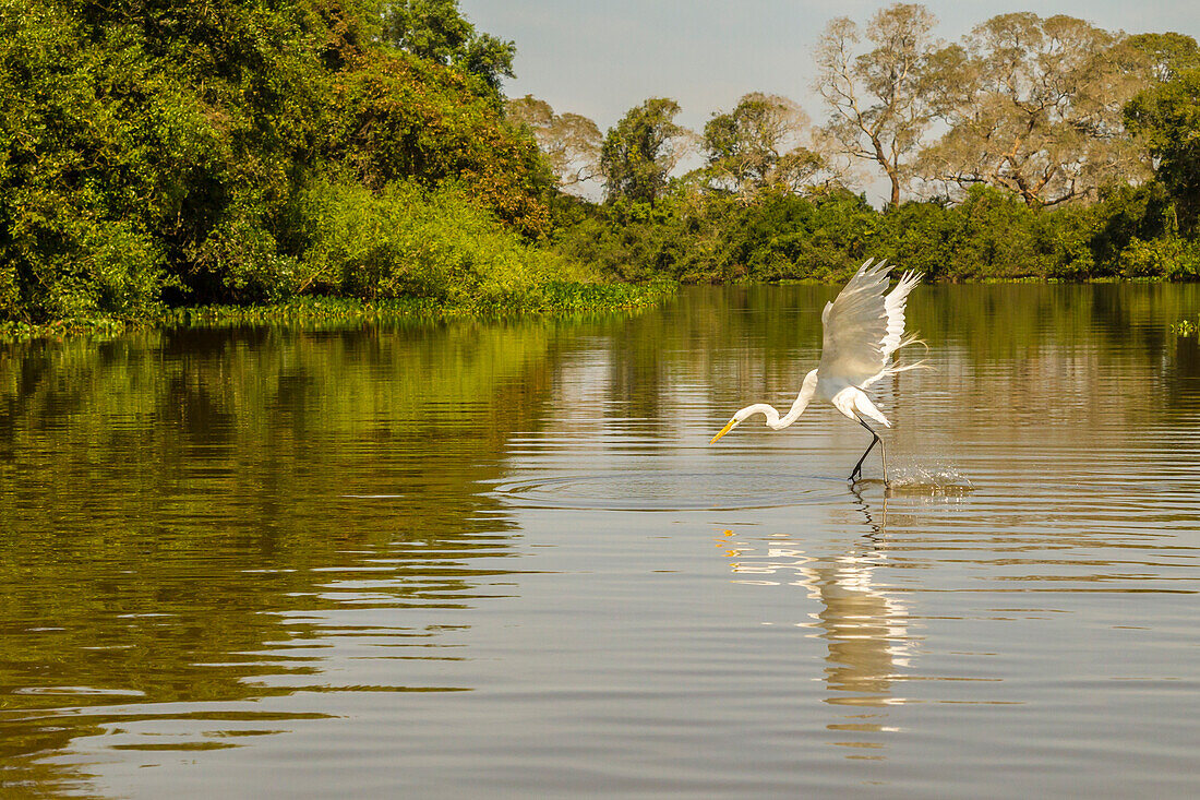 Brazil, Pantanal. Great egret fishing
