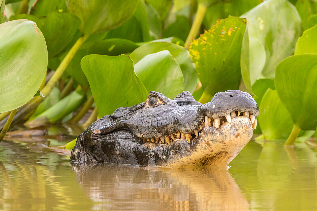 Brazil, Pantanal. Jacare caiman reptile in water