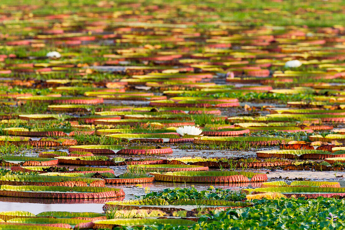 Brazil, Mato Grosso, The Pantanal, Porto Jofre, giant water lilies (Victoria amazonica).