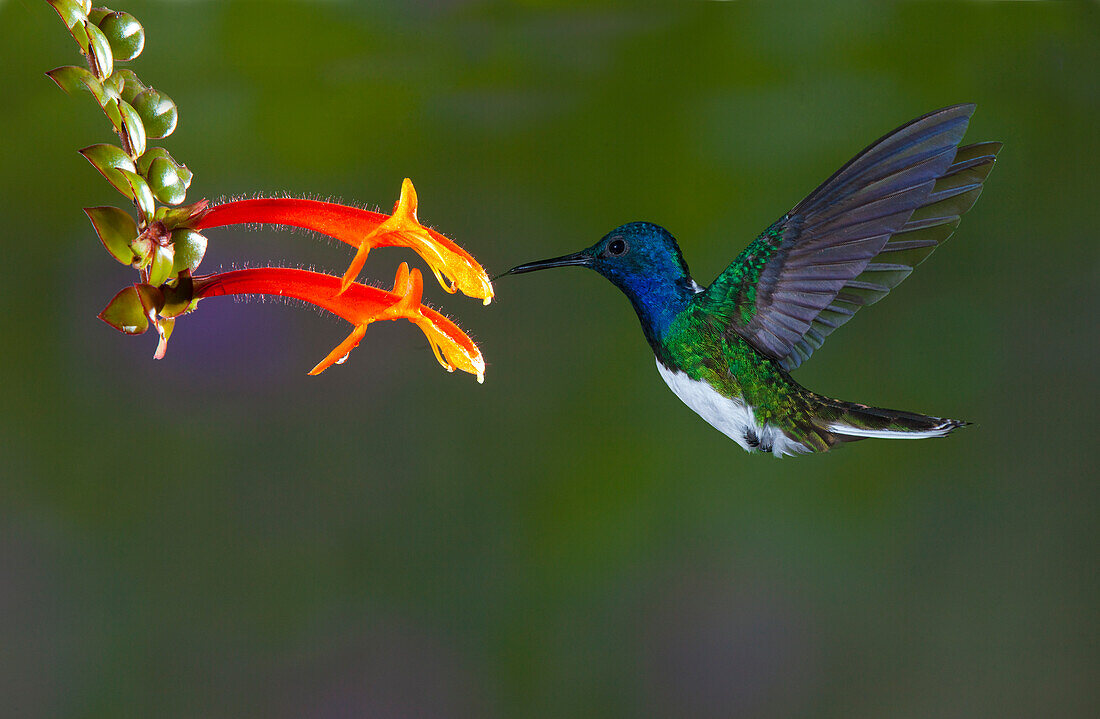 Costa Rica. White-necked Jacobin hummingbird