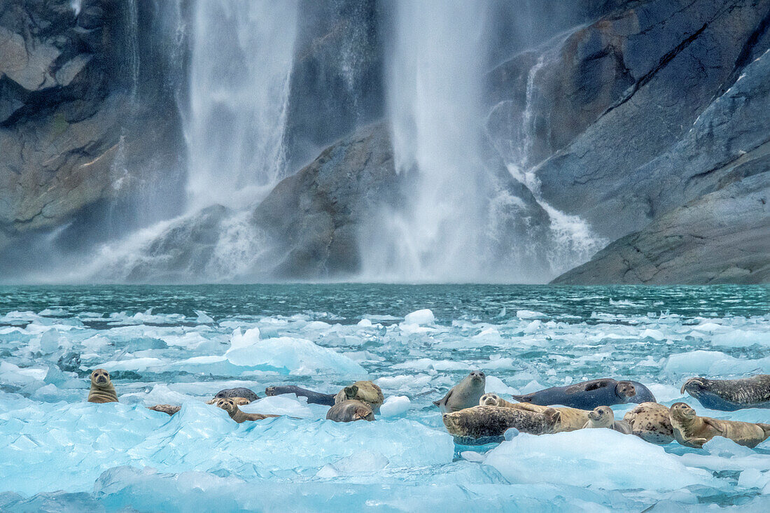 Wasserfall, Seehund, LeConte Bay, Alaska