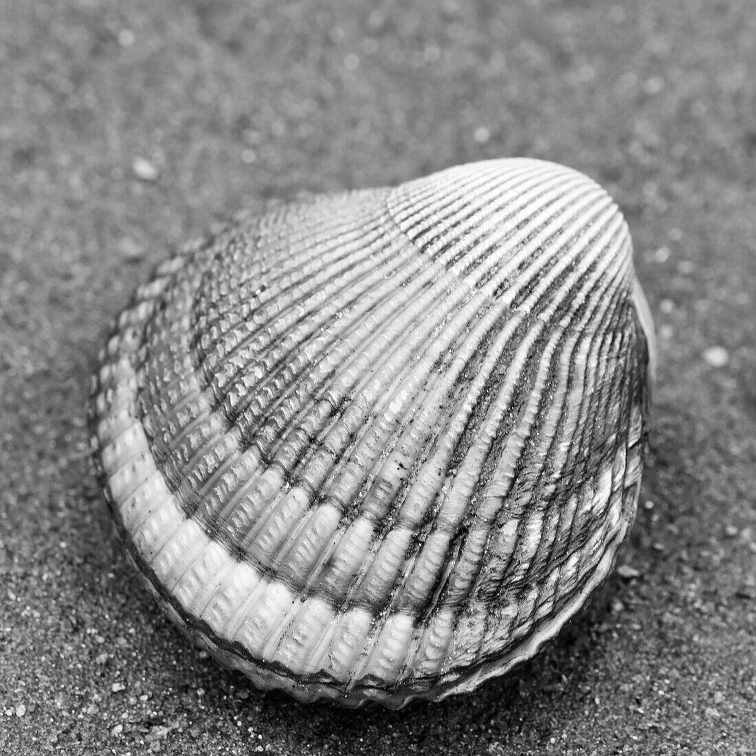 Alaska, Ketchikan, cockle shell on beach.