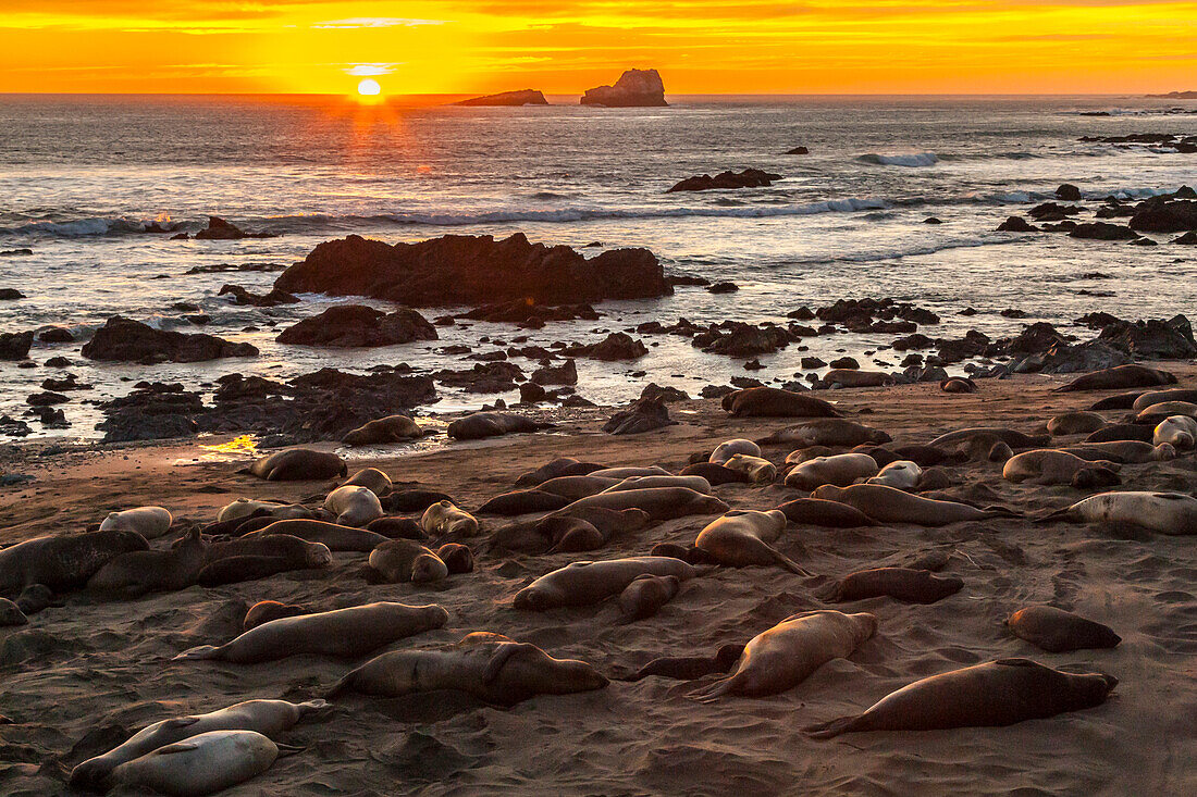 USA, California, Piedras Blancas. Northern elephant seals on beach at sunset