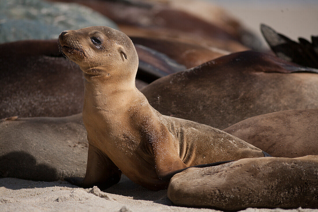 USA, Kalifornien, La Jolla. Baby Seelöwe und Erwachsene am Strand
