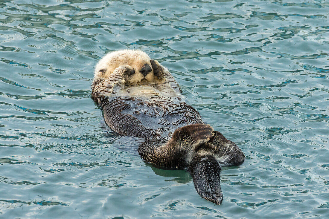 USA, California, San Luis Obispo County. Sea otter sleeping
