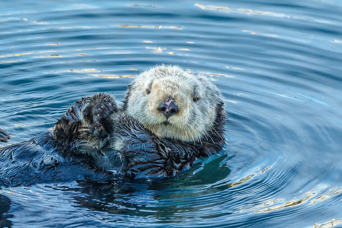 USA, California, San Luis Obispo County. Sea otter grooming