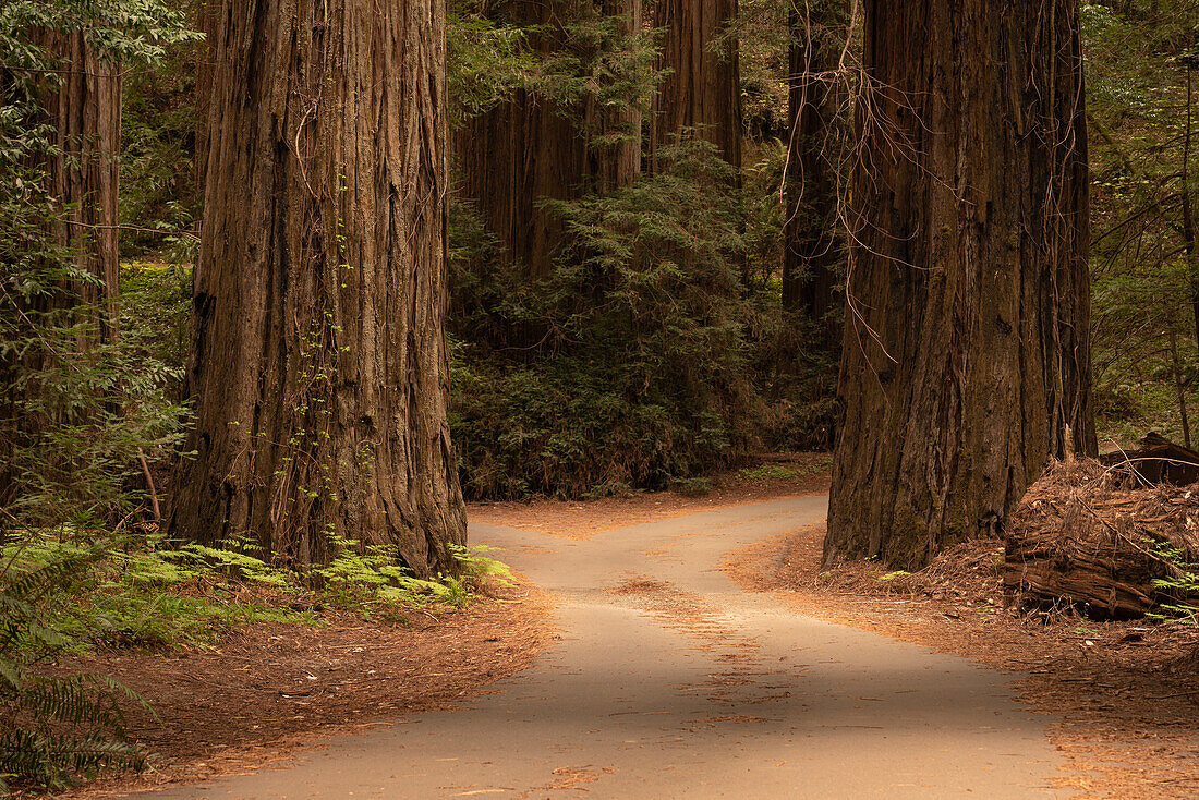 USA, California, Jedediah Smith Redwoods State Park. Dirt road winds through old growth coastal redwood trees.