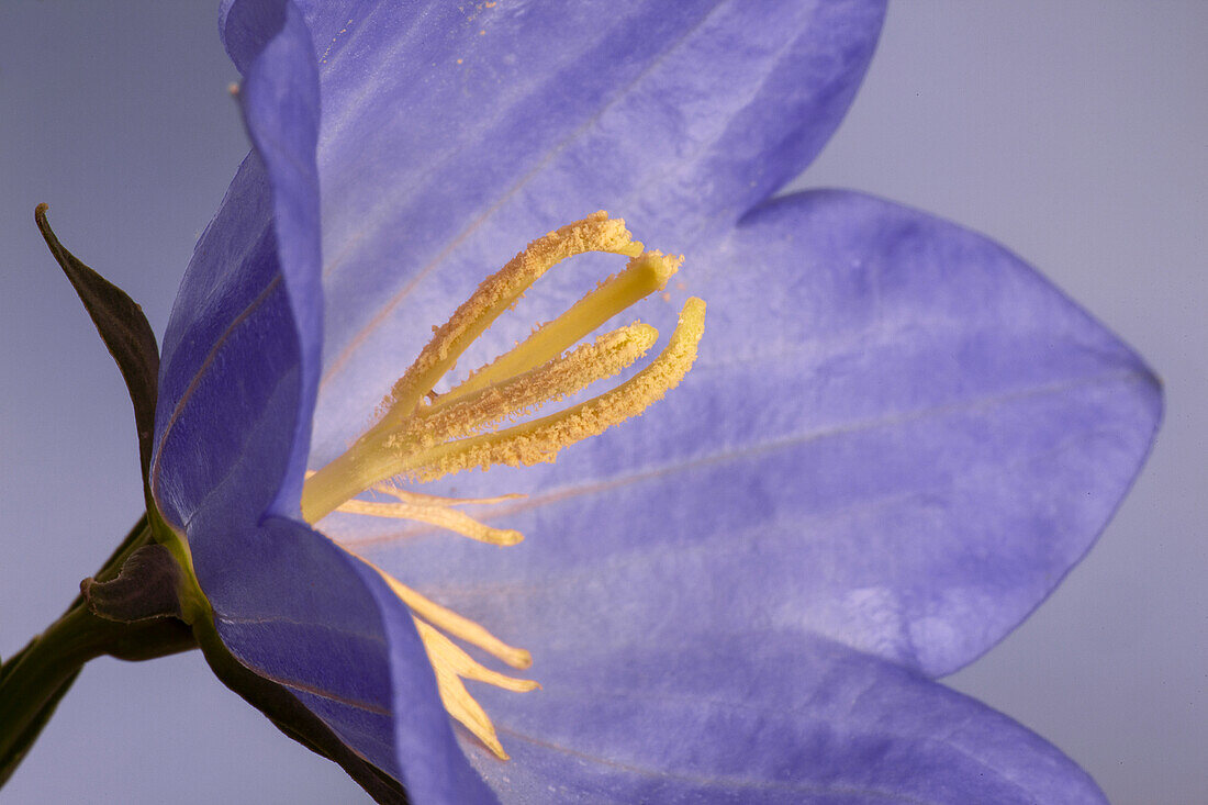 USA, Kalifornien. Campanella-Blumendetail.