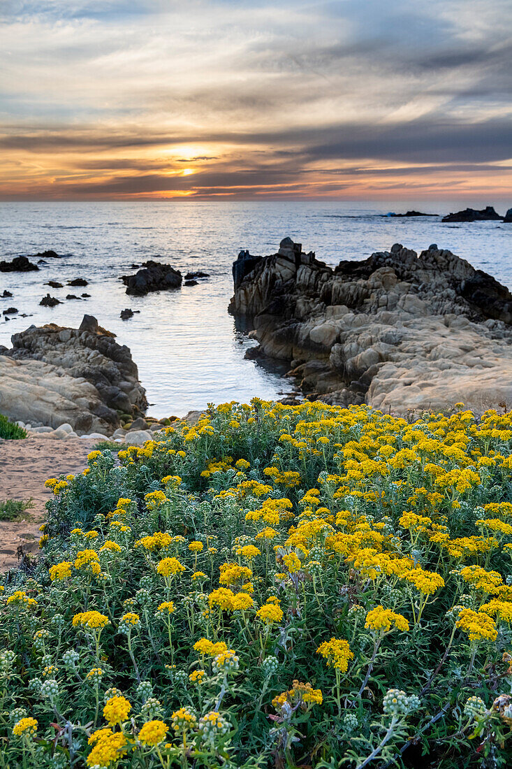 Lizard Tail Wildflowers leading the view to the sunset of Monterey Bay